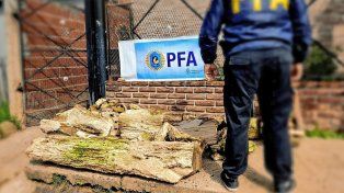Por internet pretendían vender un árbol fosilizado
