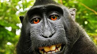 El mono de la selfie finalmente pierde los derechos de autor de la fotografía
