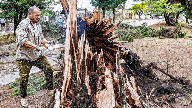 La tormenta causó caída de árboles y voladura de techos