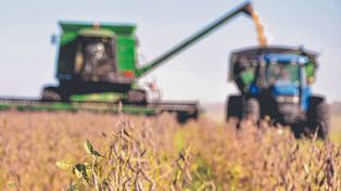 Baja retenciones. La producción de cereales y oleaginosas podría alcanzar casi 155 millones de toneladas para la campaña 2028/29.
