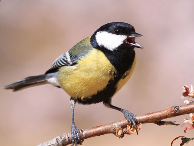 Los árboles envían señales de auxilio a las aves cuando los insectos los atacan