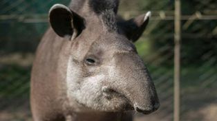 Murió en Tucumán el ejemplar de tapir más longevo del mundo
