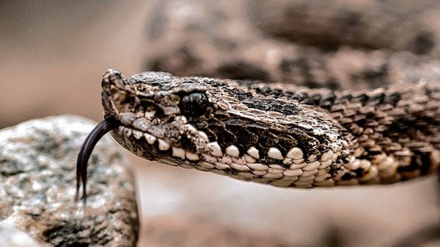 Serpientes: picaduras