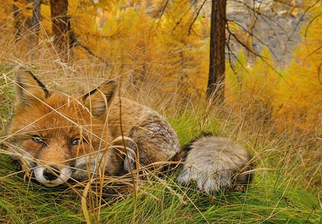 Las mejores fotos de National Geographic de 2015