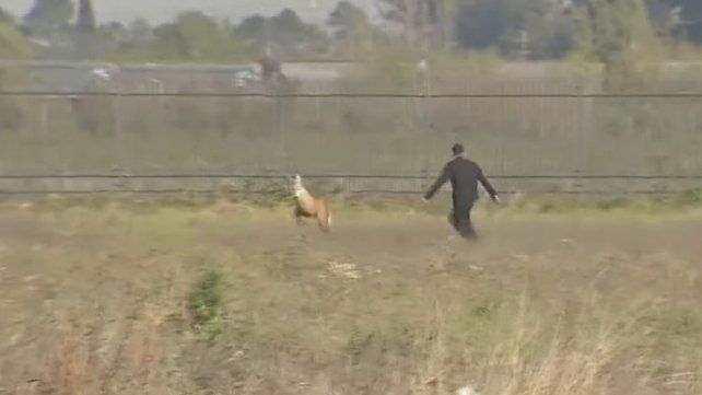 El aguará guazú esquivó a los agentes varias veces en avenida de Las Palmeras y Uriburu.