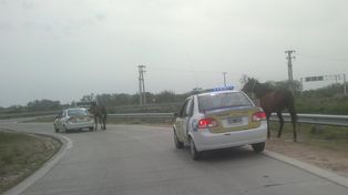 Seguridad Vial intervino en casos de animales sueltos en Circunvalación Oeste