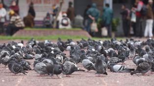 La cantidad de palomas en Rosario ha crecido exponencialmente en los últimos 25 años.