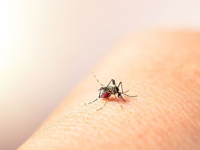 La campaña de descacharrado en Reconquista para prevenir el dengue se compone de varias estrategias de comunicación destinadas a impedir la reproducción del vector