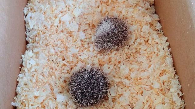 Rescatan dos ejemplares de erizos africanos ocultos en una encomienda