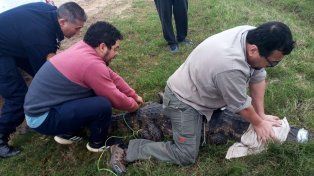 Un yacaré de más de dos metros fue encontrado un el patio de una comisaría en Piedras Blancas. Fue liberado en una zona natural protegida.