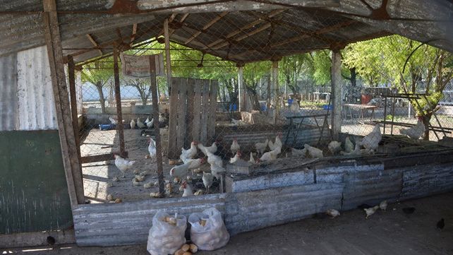 Gallinero de la UP&nbsp;