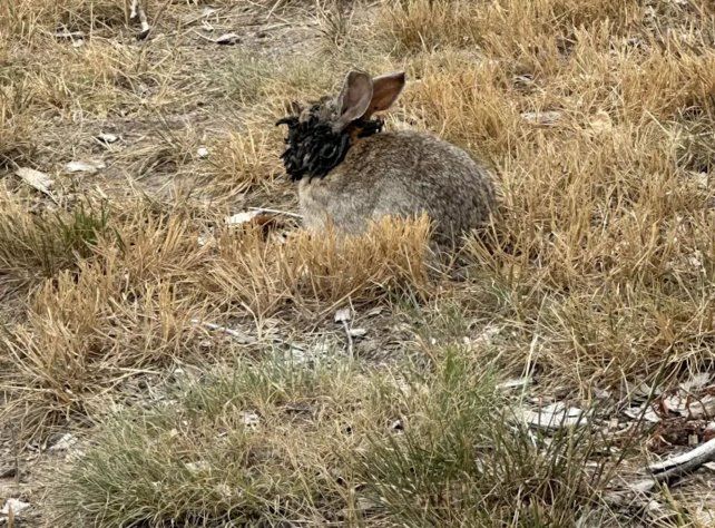 Frankenbunnies: aparecieron en EEUU conejos con tentáculos por el ataque de un virus