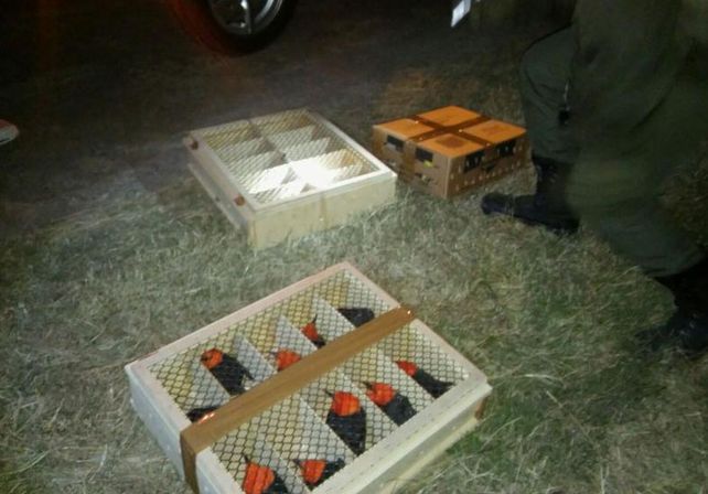 Gendarmería rescató aves de distintas especies enjauladas en el baúl de un auto