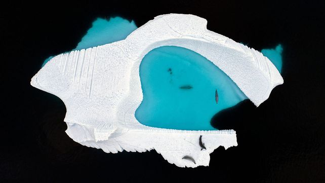 Imágenes ganadoras del premio Fotógrafo de Vida Silvestre 2018