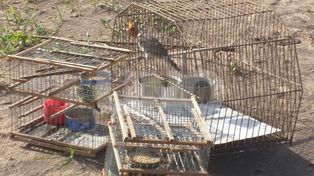 Guardafaunas realizaron un operativo por la caza ilegal de aves