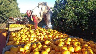 Productores. Por ley de oferta y demanda, se le paga menos a la fruta en el campo. El citrus queda en las plantas