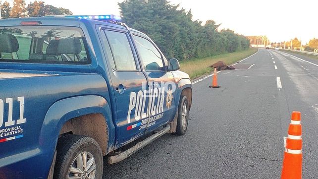 Dos autos chocaron un caballo en la autopista Santa Fe-Rosario.