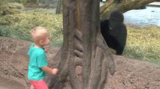 El video de un gorila que juega a las escondidas con un niño hace furor en las redes