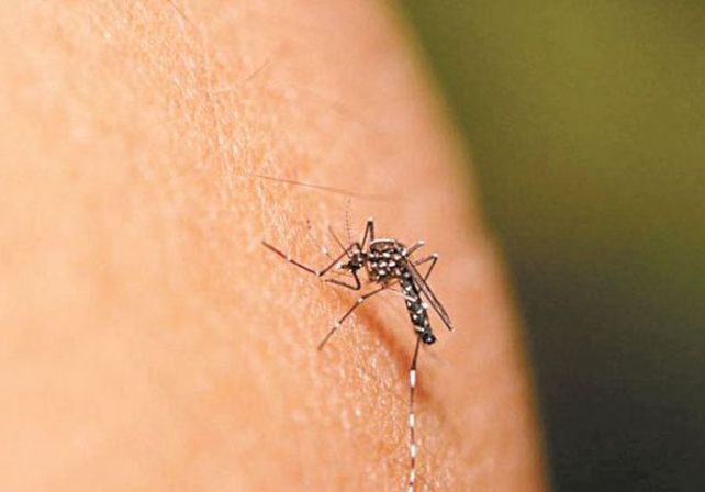 Zika: señalan los riesgos de viajar a zonas de circulación viral activa