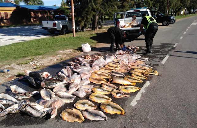 La totalidad de los peces depredados fueron desnaturalizados por incineración.