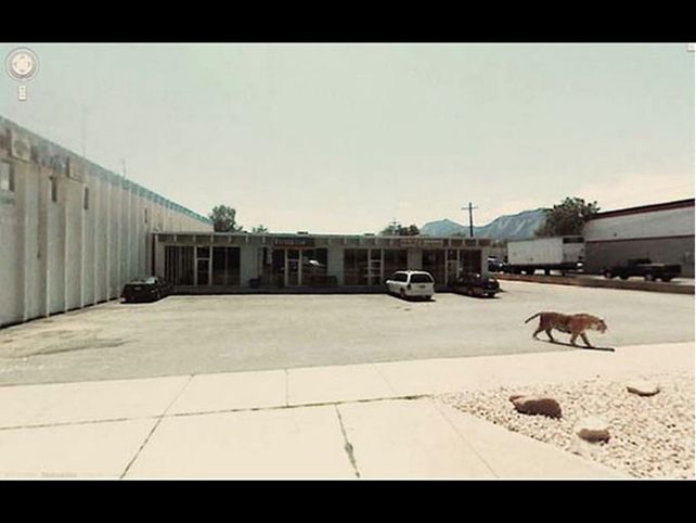 ¿Alguien ha visto un lindo gatito?