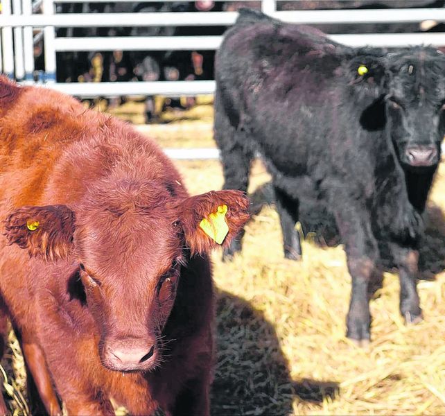 poco pasto. Los productores ven la necesidad de evacuar hacienda