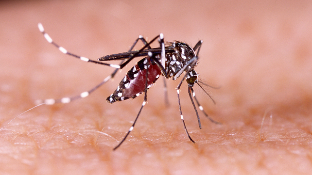 Una mujer de 39 años es el primer caso de chikunguña