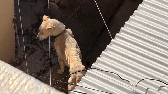 El perro estaba en condiciones de salud muy malas.