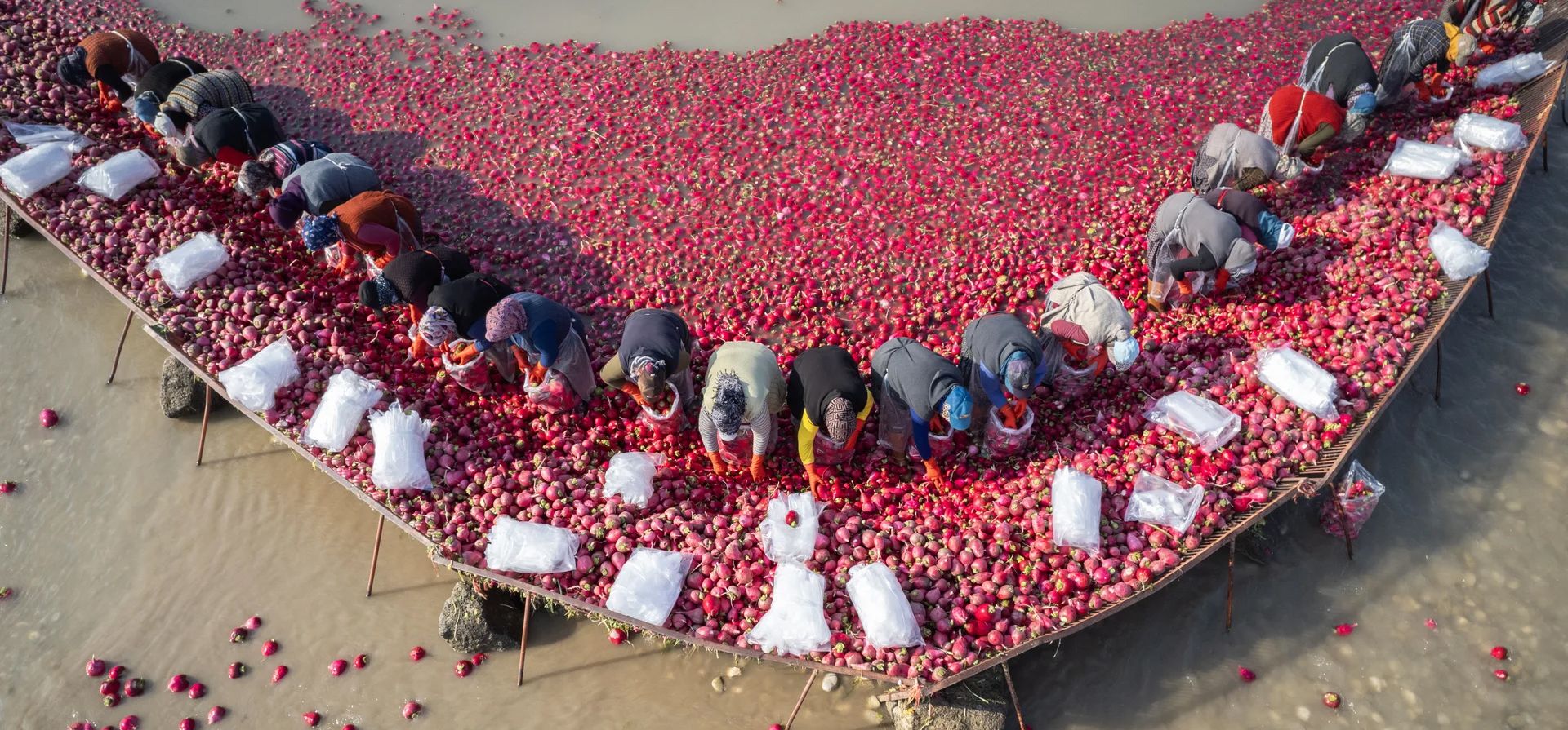 Una vista aérea de trabajadores agrícolas lavando y empaquetando rábanos en un arroyo en el distrito de Kadirli, cerca de la ciudad sureña de Osmaniye, donde se lleva a cabo la mayor parte de la producción de rábano de Turquía, Osmaniye, Turquía. Fotografía: Ahmet Aslan/Anadolu/Getty Images Una vista aérea de trabajadores agrícolas lavando y empaquetando rábanos en un arroyo en el distrito de Kadirli, cerca de la ciudad sureña de Osmaniye, donde se lleva a cabo la mayor parte de la producción de rábano de Turquía, Osmaniye, Turquía. Fotografía: Ahmet Aslan/Anadolu/Getty Images