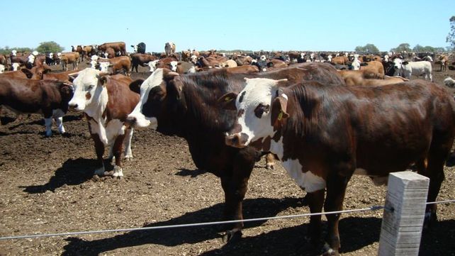 Metano. La ganadería de carne aporta 16% de las emisiones.