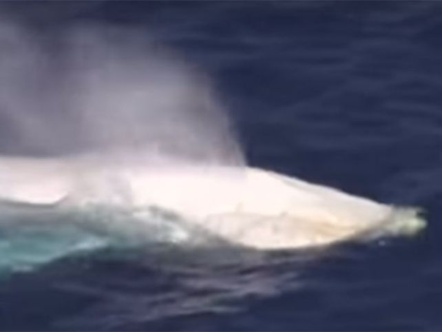 Captaron en video una ballena blanca, como la que inspiró Moby Dick