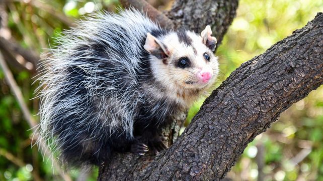 Biodiversidad: provincia ya liberó más de 350 animales silvestres en 2025