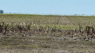 El lote de girasol seco luego de un siniestro. El equipo técnico de NK revisó y reportó sobre la inundación del lote y a los diez días llegaron las bolsas NK para la resiembra. &nbsp;