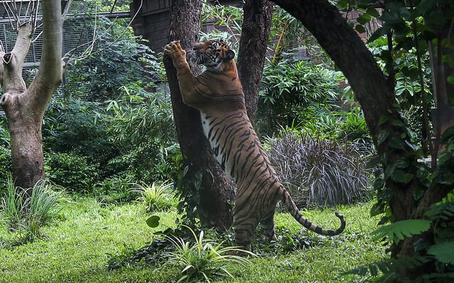 Un tigre de Bengala real se para contra un árbol dentro de su recinto en el zoológico de Byculla en Mumbai