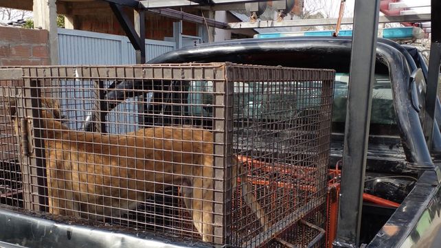 Maltrato animal: denuncia de vecinos permitió rescatar a un galgo víctima de castigos