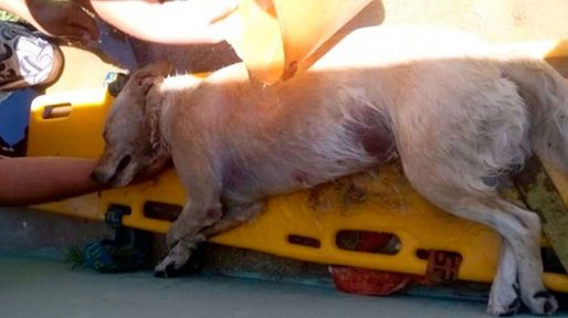 Dejó a su perro en el auto, se fue a la playa y el animal murió