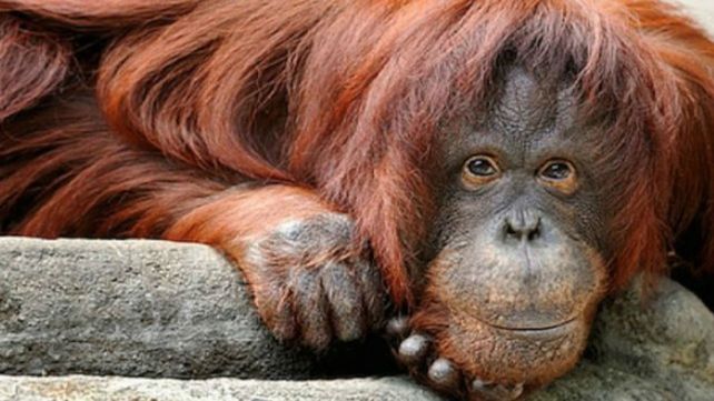 Sandra. La orangutana vivirá en el Center for Great Apes