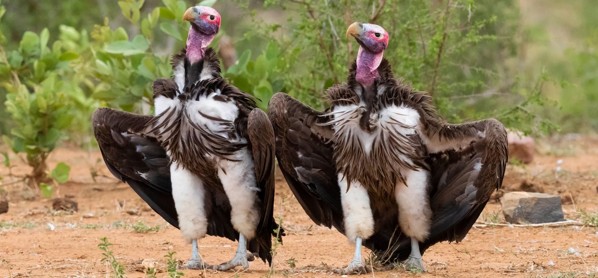 "Maníacos". Buitres orejudo abren sus alas y posan en la tierra, en Mpumalanga, Sudáfrica Fotografía: Saverio Gatto/Comedywildlifephoto.com