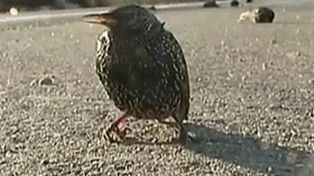 Investigan las causas de una misteriosa mortandad de p&aacute;jaros y peces en el sur de EEUU