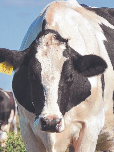 Cómo preparar los sistemas lecheros para afrontar El Niño