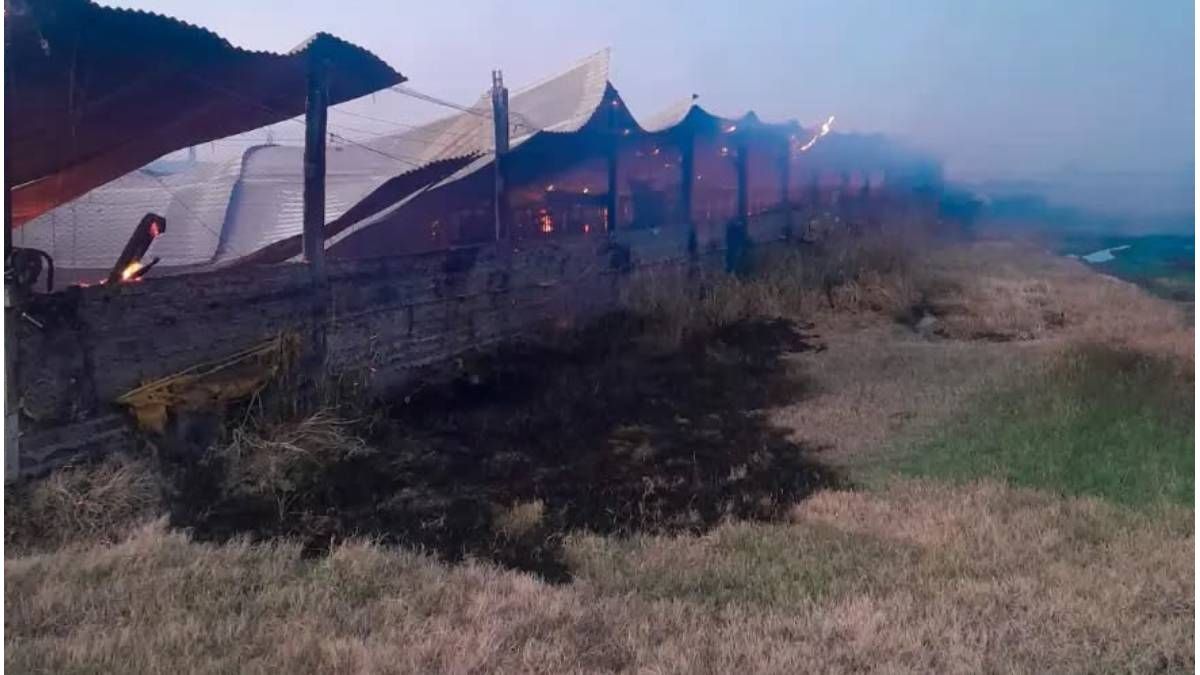 Incendio en un galpón rural de Villaguay dejó 500 cerdos muertos