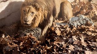 Un hombre cayó al foso de los leones de un zoológico y se encuentra en grave estado