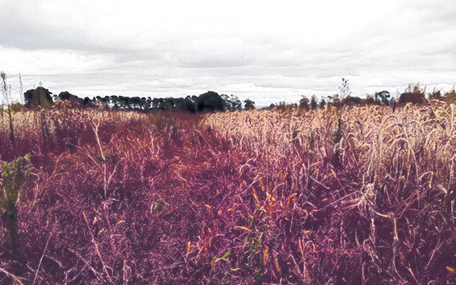 Al acecho. La “Sanguinaria” aparece en los campos a fines de invierno.