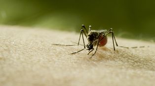 Discovery hace sonar la alarma sobre el riesgo de la próxima pandemia con el estreno global de Mosquito