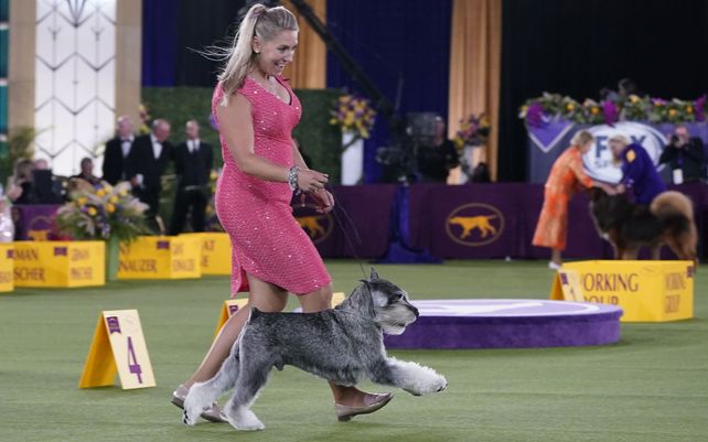 Una controladora presenta un Schnauzer en la categoría de grupo de trabajo en la exposición canina del Westminster Kennel Club