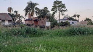 Yuyos altos en la zona de barrio Guadalupe en la zona de Azcuénaga y Matheu (imagen ilustrativa)