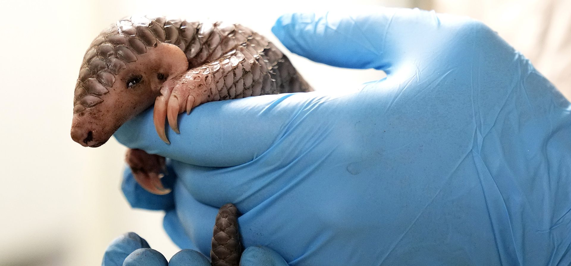 Un cuidador sostiene una cría de pangolín chino para pesarla en el Zoológico de Praga, República Checa, el jueves 23 de febrero de 2023. (Foto AP/Petr David Josek)