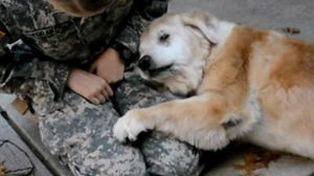 Buddy, la golden retriever que se desmayó al reecontrarse con su joven dueña después de dos meses