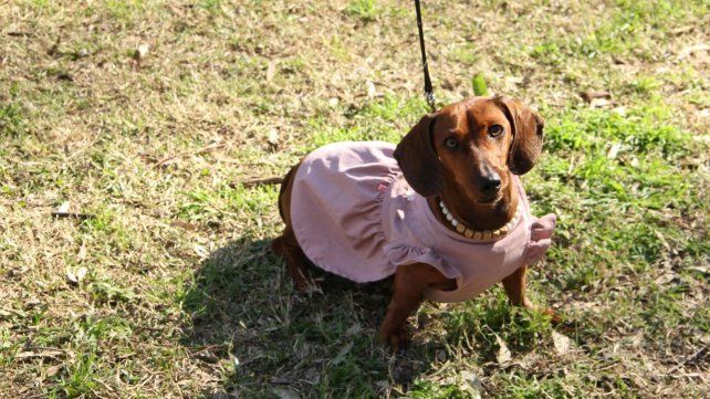 Perros salchicha de todo tipo se reunieron el domingo en el Rosedal del Parque Independencia