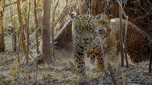 Nacieron dos yaguaretés silvestres en los esteros del Iberá